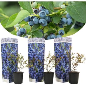 Plant in a Box Blauwe bosbes - Vaccinium corymbosum Sunshine Blue Set van 3 - Hoogte 25-40cm - groen 2521003