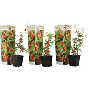 Plant in a Box Gojibes - Lycium Barbarum Set van 3 Hoogte 25-40cm - groen 2536003