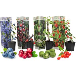 Plant in a Box - Mix van 4 Fruitplanten - Goji, blauwbes, veenbes (cranberry), kiwi - Super gezonde Smoothiemix - Pot 9cm - Hoogte 25-40cm