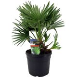 Plant in a Box - Chamaerops 'Vulcano' - Winterharde Dwergpalm - De perfecte tuinplant - Pot 19cm - Hoogte 35-45cm