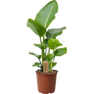 Plant in a Box Paradijsvogel - Strelitzia Nicolai Hoogte 55-70cm - wit 3312171