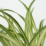 Plant in a Box - Tierfreundlichen Zimmerpflanzen - 4 Stk - Pet Friendy Mix - Höhe 25-40cm - Topf 12cm