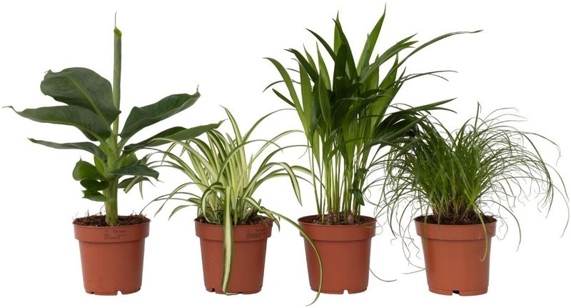 Plant in a Box - Tierfreundlichen Zimmerpflanzen - 4 Stk - Pet Friendy Mix - Höhe 25-40cm - Topf 12cm