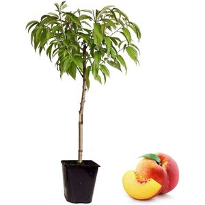 Plant in a Box Pruimenboom - Prunus Persica Bonanza Hoogte 60-70cm - groen 2555001