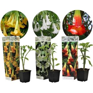 Plant in a Box Engelentrompet - Brugmansia Mix van 3 Hoogte 25-40cm - groen 2522033