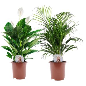 Plant in a Box Areca & Spathiphyllum - Mix van 2 Hoogte 60-75cm - wit 9960001