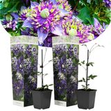 Plant in a Box Bosrank - Clematis Taiga Set van 2 Hoogte 25-40cm - groen 2527002