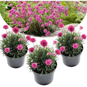 Armeria maritima - Set van 3 - Roze tuinplanten - Pot 12cm - Hoogte 20-30cm Armeria Pink 3pack