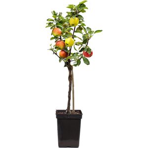 Plant in a Box - TRIO Appelboom - Malus - 3 verschillende appels aan 1 boom - Pot 17 cm - Hoogte 60-70cm
