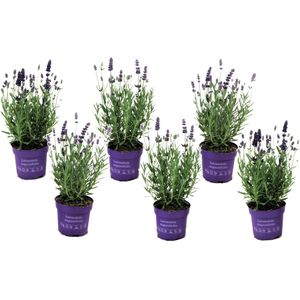 Lavendelplant - Lavandula angustifolia - Set van 6 - ⌀10,5cm - Hoogte 10-15cm Lavendel P10,5 6pack