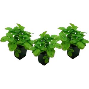 Plant in a Box Aardbei - Fragaria x ananassa Roman Set van 3 Hoogte 10-20cm - groen 2519003