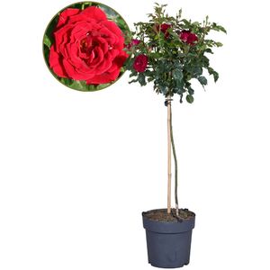 Plant in a Box Stamroos - Rosa Palace Pride Hoogte 80-100cm - groen 2710191