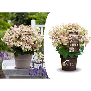 Plant in a Box Pluimhortensia - Hydrangea (S)witch® Ophelia Hoogte 30-40cm - groen 3027001