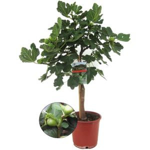Plant in a Box - Ficus Carica - Fruitboom - Winterharde Vijgenboom - Pot 21cm - Hoogte 70-90cm