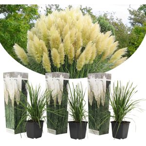 Plant in a Box Pampasgras - Cortaderia selloana Set van 3 Hoogte 25-40cm - groen 2551023