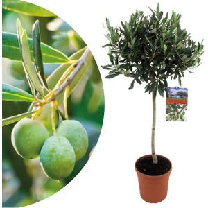 Plant in a Box - Olea Europaea - Winterharde olijfboom op stam - Pot 21cm - Hoogte 90-100cm
