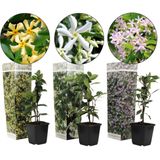 Plant in a Box Sterjasmijn - Trachelospermum jasminoides Mix van 3 Hoogte 25-40cm - groen 2546033