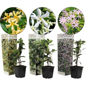 Plant in a Box - Mix van 3 Jasmijn klimplanten - Trachelospernum jasminoïdes tuinplanten - Pot 9cm - Hoogte 25-40cm