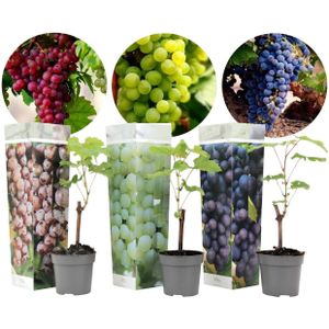 Plant in a Box Druiven - Vitis vinifera Mix van 3 Hoogte 25-40cm - groen 2531003