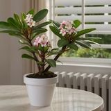 Hawaii-Palme - Plumeria rubra - Höhe 45-55cm - ?17cm