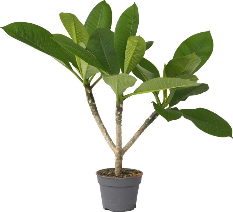 Hawaii-Palme - Plumeria rubra - Höhe 45-55cm - ?17cm