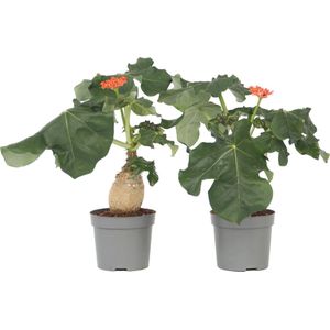 Plant in a Box - Jatropha Podagrica - Set van 2 - Bloeiende Tropische Kamerplanten - Pot 13cm - Hoogte 25-45cm