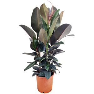 Plant in a Box Rubberboom - Ficus Elastica Abidjan Hoogte 80-100cm - paars 2051241