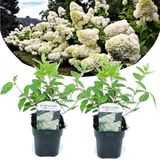 Hydrangea paniculata 'Grandiflora' - x2 - hortensia - Pot 17cm - Hoogte 30cm Hydr. Grandiflora P17 x2