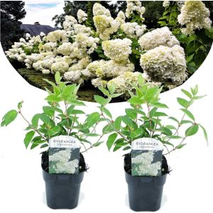 Plant in a Box - Hydrangea paniculata 'Grandiflora' - Set van 2 - Pluimhortensia - pot 17cm - Hoogte 30-40cm - winterhard - tuinplant