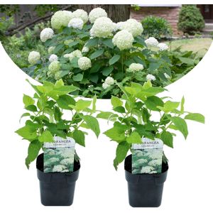 Plant in a Box - Hydrangea arborescens Annabelle - Set van 2 - Populaire tuinplant - Pot 17cm - Hoogte 30-40cm
