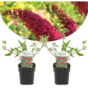 Plant in a Box - Buddleja davidii 'Royal Red' - Set van 2 - vlinderstruik - pot 17cm - Hoogte 30-40cm - tuinplanten - winterhard