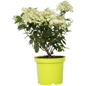 Plant in a Box - Hydrangea paniculata 'Bobo' - Verkleurende pluimhortensia winterhard - Pot 19cm - Hoogte 25-40cm