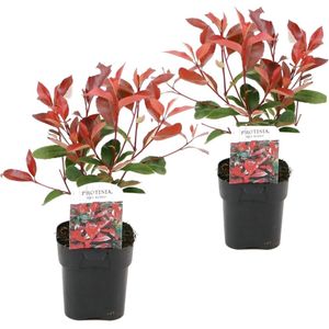 Plant in a Box Glansmispel - Photinia fraseri Red Robin Set van 2 Hoogte 30-40cm - meerkleurig 3218002