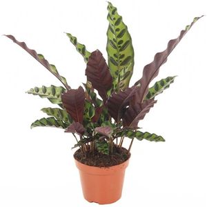 Plant in a Box Pauwenplant - Calathea Insignis Hoogte 30-40cm - meerkleurig 3129121