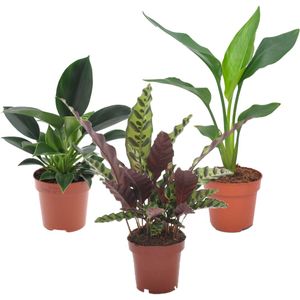 Plant in a Box Green Indoor - Tropische Kamerplanten Mix van 3 Hoogte 25-40cm - groen 3144123