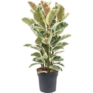 Plant in a Box Rubberboom - Ficus Elastica Tineke Hoogte 80-100cm - meerkleurig 2053241