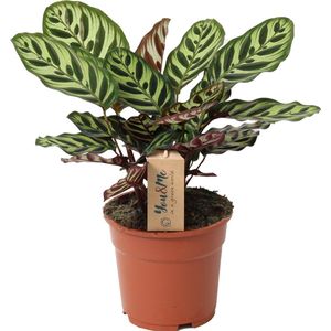 Plant in a Box Pauwenplant - Calathea Makoyana Hoogte 40-50cm - groen 3521171