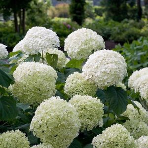 12x Hydrangea arborescens 'Incrediball' (Strong Annabelle) - Hortensia witte bolbloem in 3 liter pot