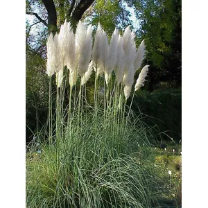 Set Van 6 - Cortaderia Rosea - Roze - Pampasgras - Siergrassen - Hoogte