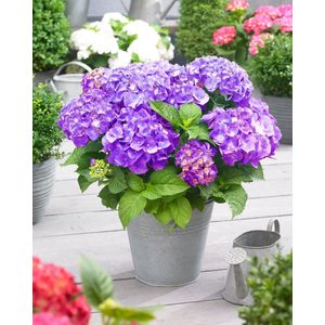 Set van 5x Hydrangea macrophylla 'Little Purple' - Dwerg Hortensia in 2 liter kweekpotten