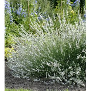 12x Lavandula angustifolia Edelweiss - Witte Lavendel in 0,5 liter pot met planthoogte 10-20cm