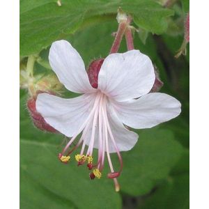 12x Geranium - Moederdag - macrorrhizum Spessart - Ooievaarsbek in p9 (0,5 liter) pot - tuingeranium -