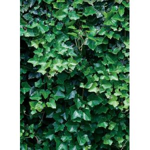 24x Hedera helix Hibernica - Ierse klimop in p9 (0,5 liter) pot