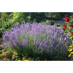 12x Lavandula angustifolia - Lavendel in p9 (0,5 liter) pot