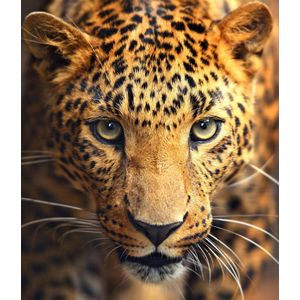 100% Nederlandse Productie! │ Diamond Painting │ Luipaard │ Formaat 70 x 70 cm │ Diamond Painting Pakket Volledig │ Volledige bedekking │ Vierkant │ Full │ Flitzz Diamond Painting