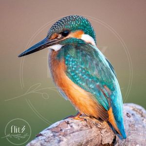 100% Nederlandse Productie! │ Flitzz Diamond Painting │ Kingfisher – IJsvogel 01 │ Formaat 40 x 40 cm │ Diamond Painting Pakket Volwassen │ Volledige bedekking │ Vierkant │ Full │ 73 kleuren