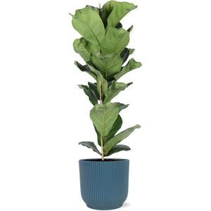 Ficus lyrata - ø21cm - ↕90cm  in vibes blue pot