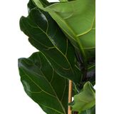 Ficus lyrata - ø21cm - ↕90cm  in vibes wit pot