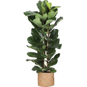 Ficus lyrata - ø27cm - ↕140cm  in albury natural mand