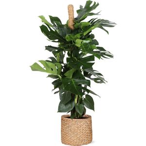 Monstera deliciosa mosstok - ø27cm - ↕150cm  in albury natural mand